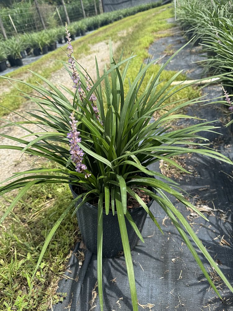 liriope-muscari-super-blue-lilyturf