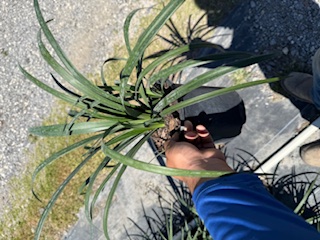 liriope-muscari-super-blue-lilyturf