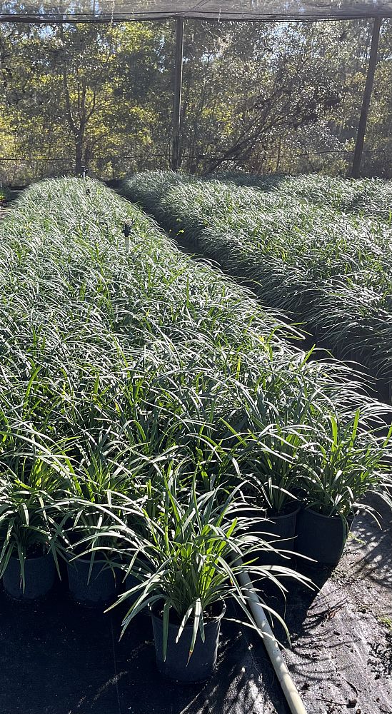 liriope-muscari-super-blue-lilyturf