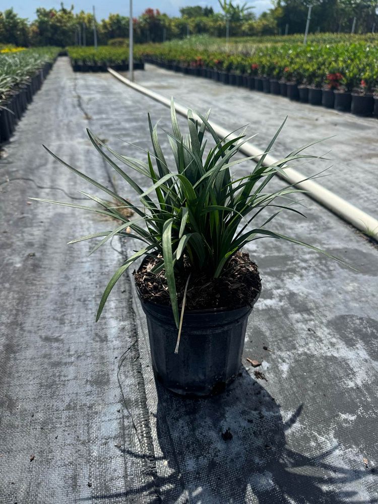 liriope-muscari-super-blue-lilyturf