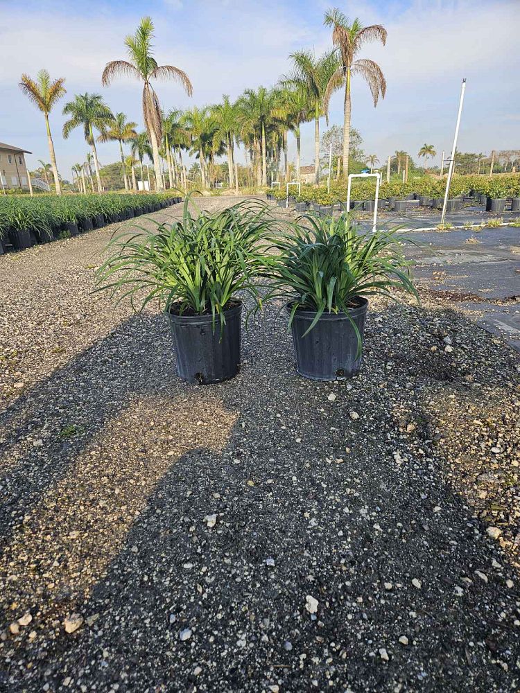 liriope-muscari-super-blue-lilyturf