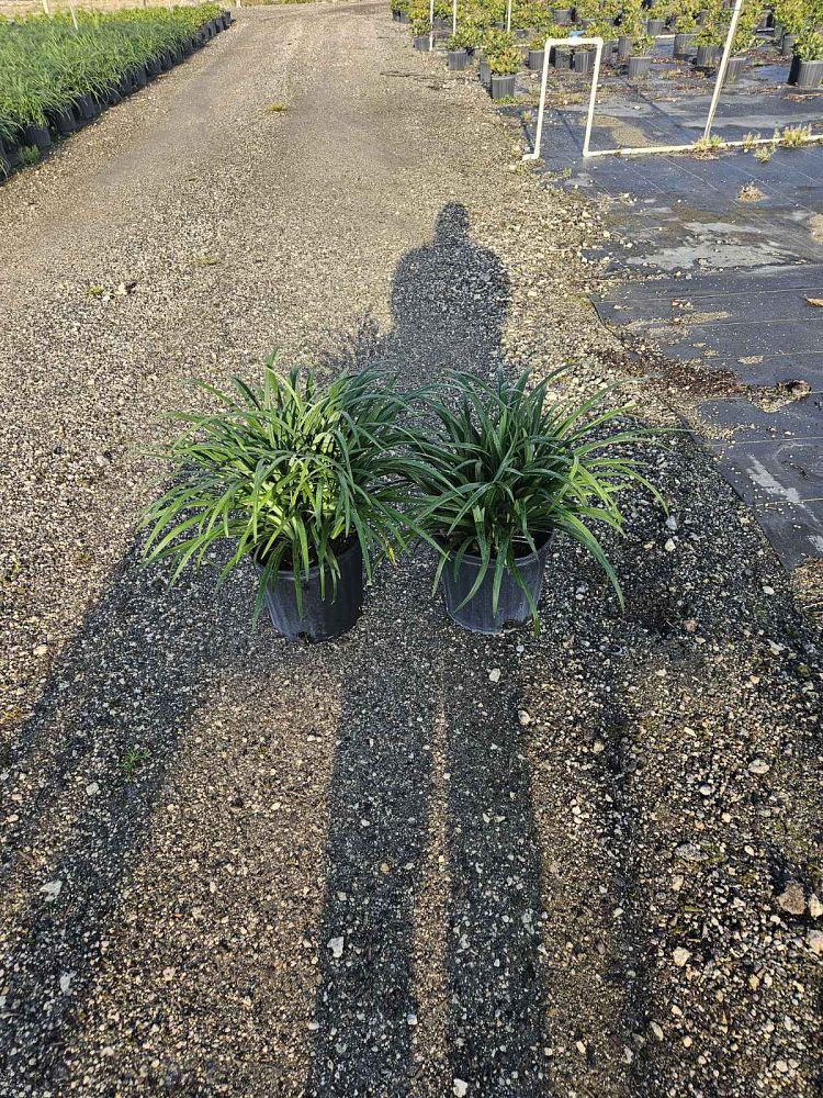 liriope-muscari-super-blue-lilyturf