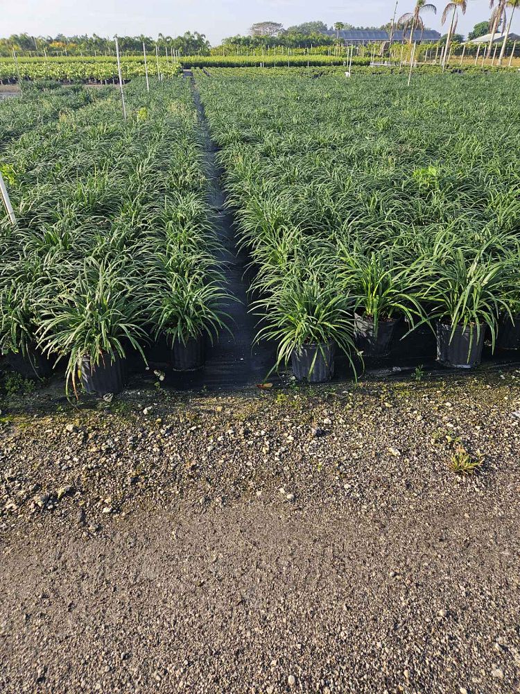 liriope-muscari-super-blue-lilyturf