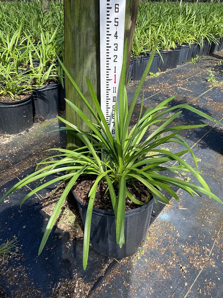 liriope-muscari-super-blue-lilyturf