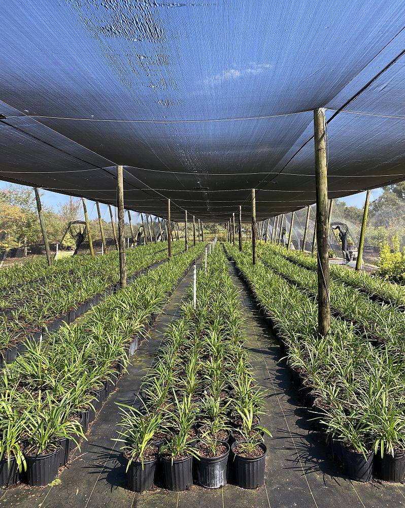 liriope-muscari-super-blue-lilyturf