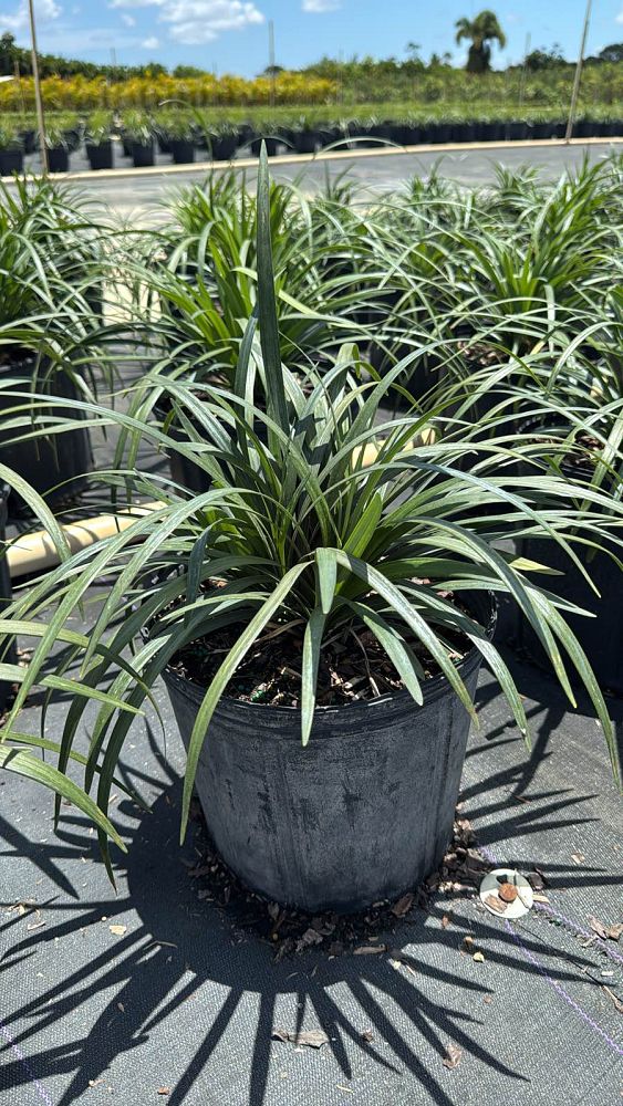 liriope-muscari-super-blue-lilyturf