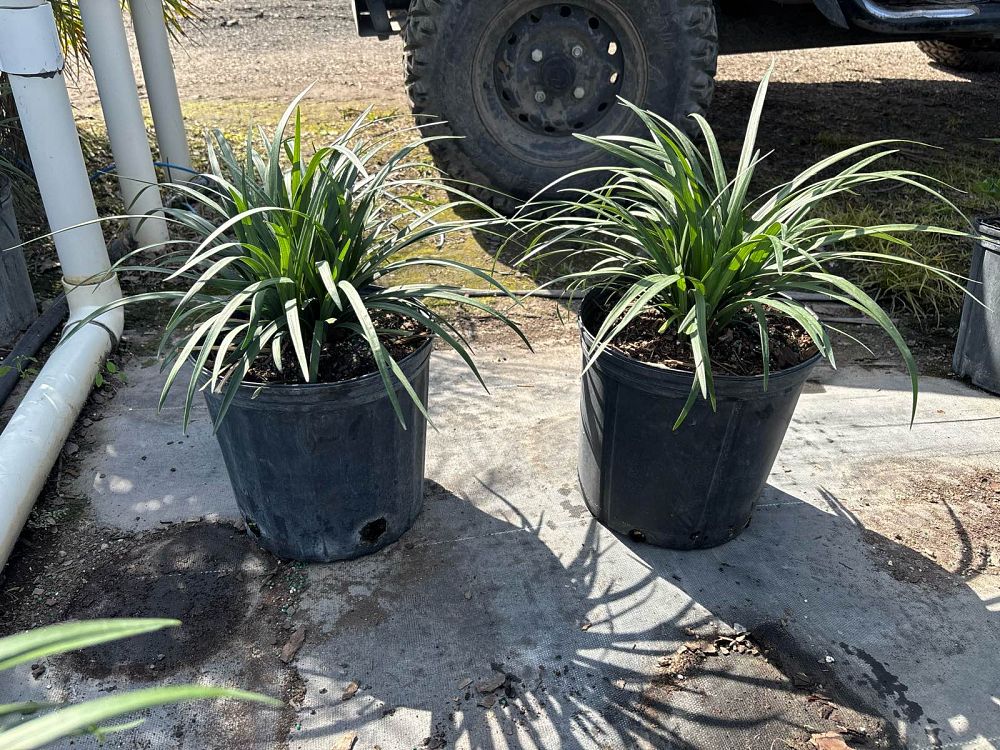liriope-muscari-super-blue-lilyturf