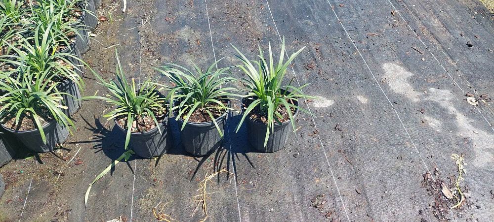 liriope-muscari-super-blue-lilyturf