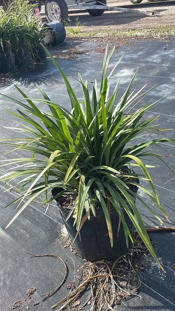 liriope-muscari-super-blue-lilyturf