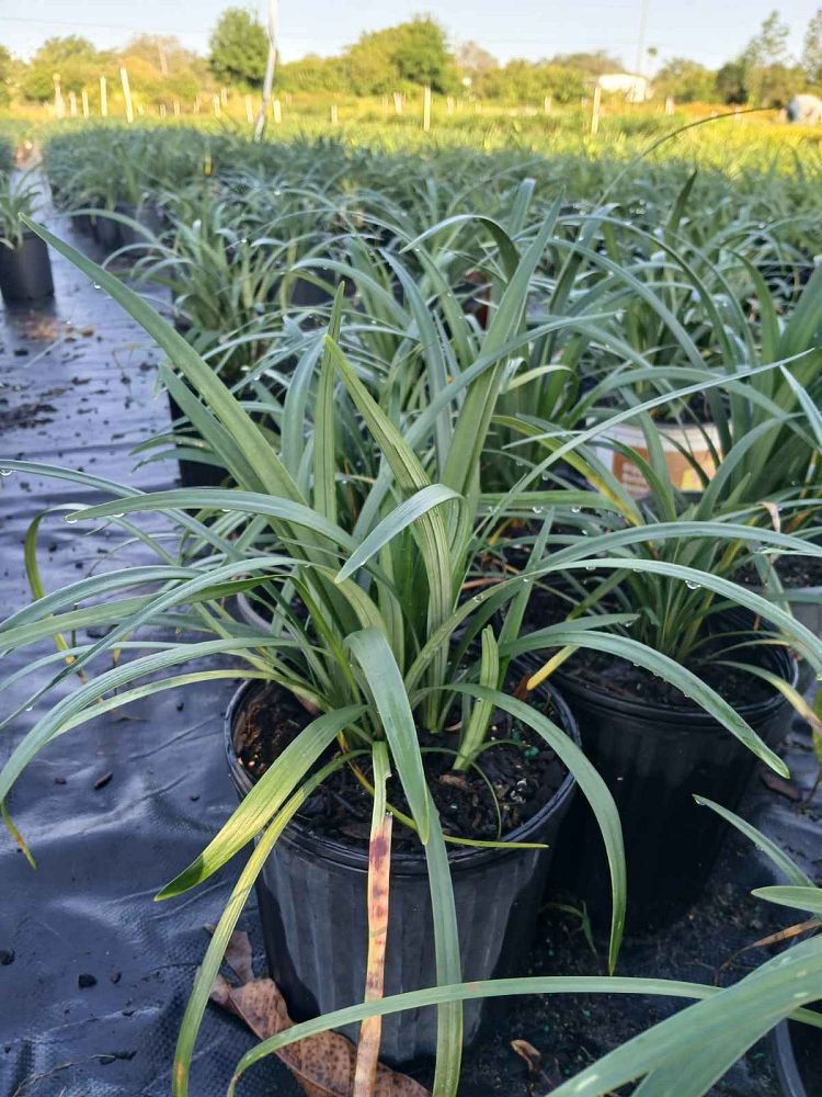 liriope-muscari-super-blue-lilyturf
