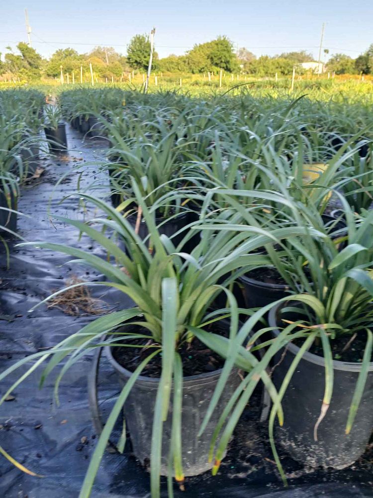 liriope-muscari-super-blue-lilyturf