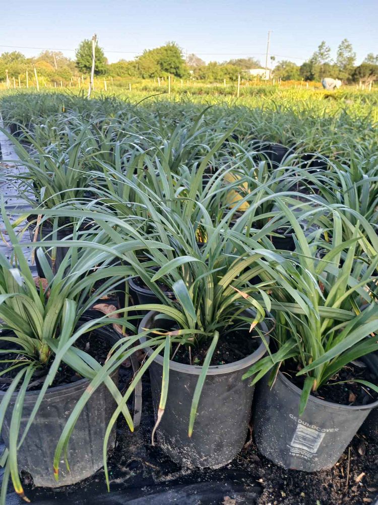 liriope-muscari-super-blue-lilyturf
