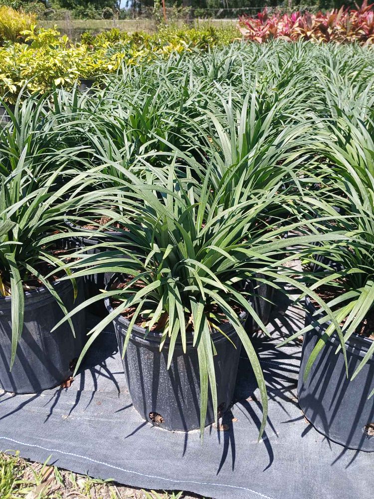 liriope-muscari-super-blue-lilyturf