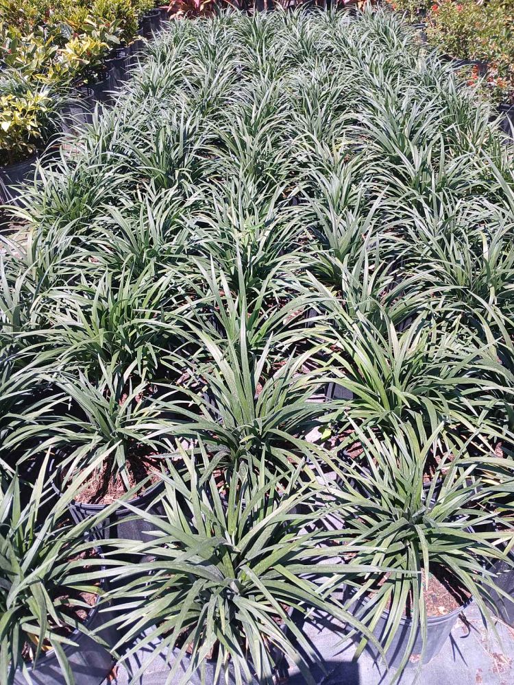 liriope-muscari-super-blue-lilyturf