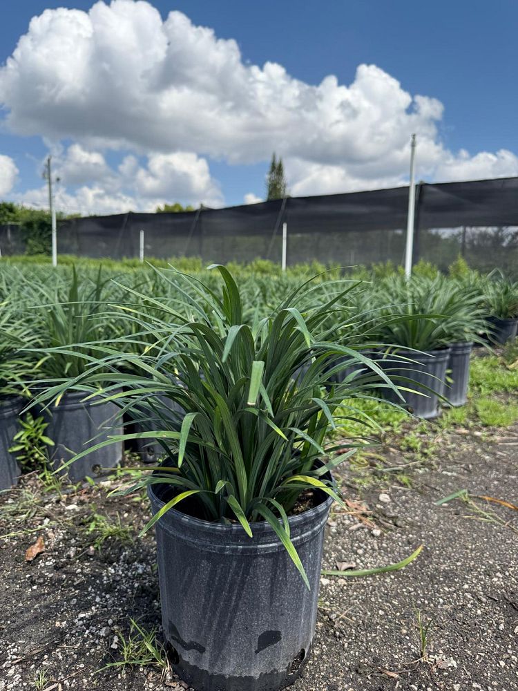 liriope-muscari-super-blue-lilyturf