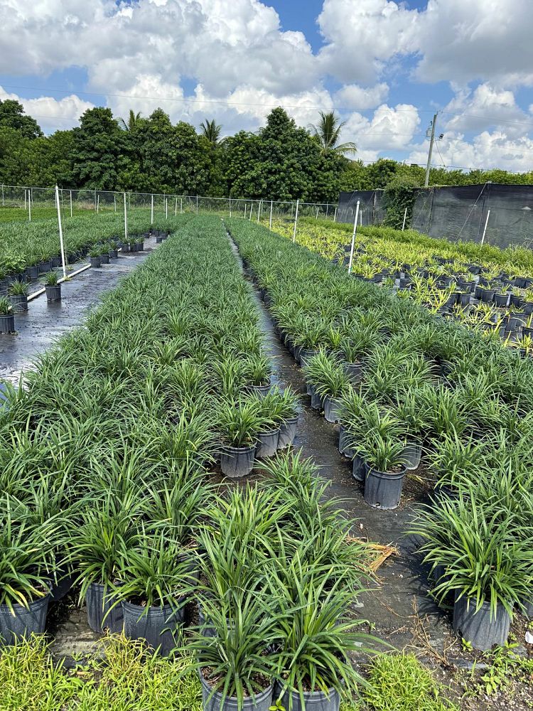 liriope-muscari-super-blue-lilyturf