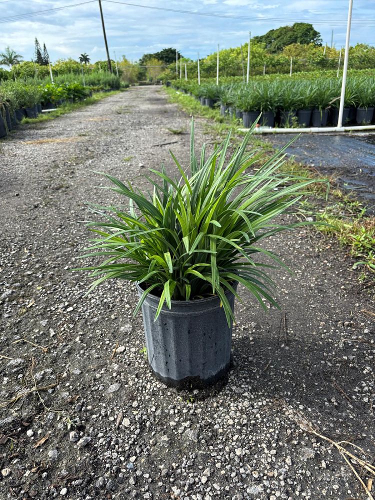 liriope-muscari-super-blue-lilyturf