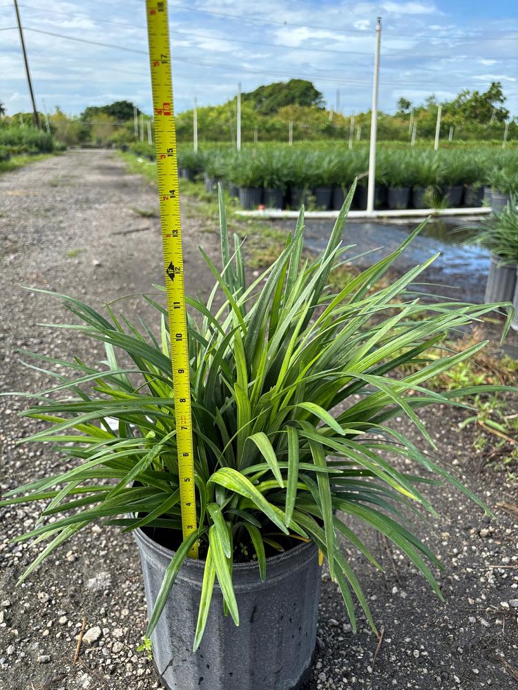liriope-muscari-super-blue-lilyturf