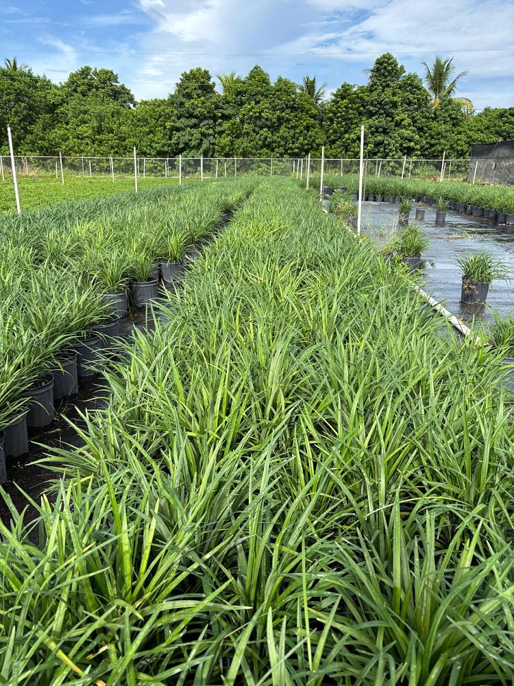 liriope-muscari-super-blue-lilyturf