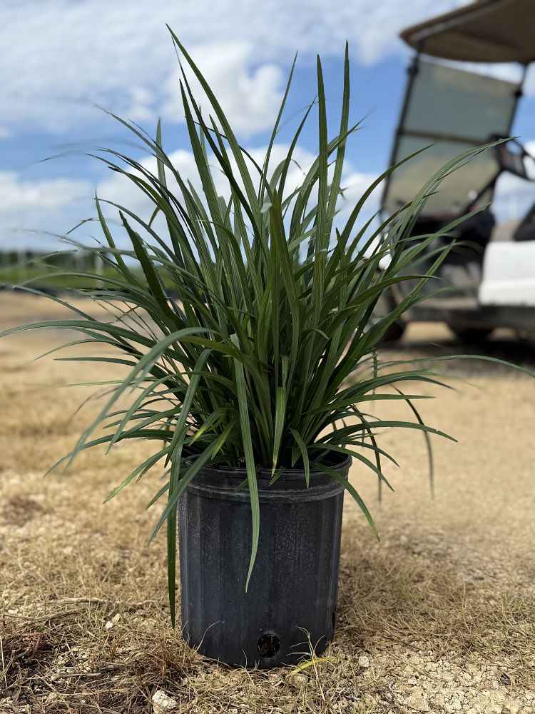 liriope-muscari-super-blue-lilyturf