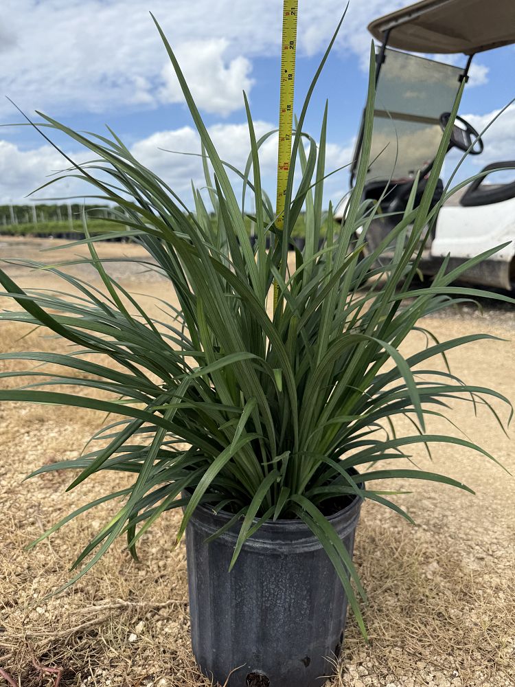 liriope-muscari-super-blue-lilyturf