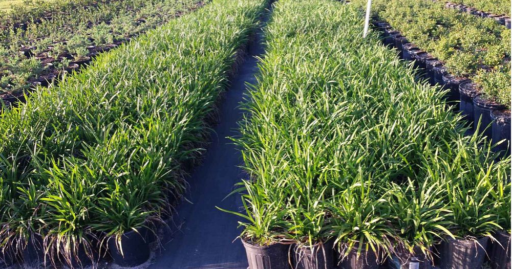 liriope-muscari-super-blue-lilyturf