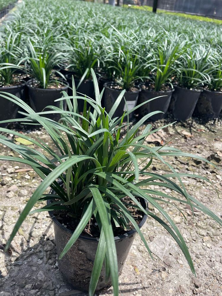 liriope-muscari-super-blue-lilyturf