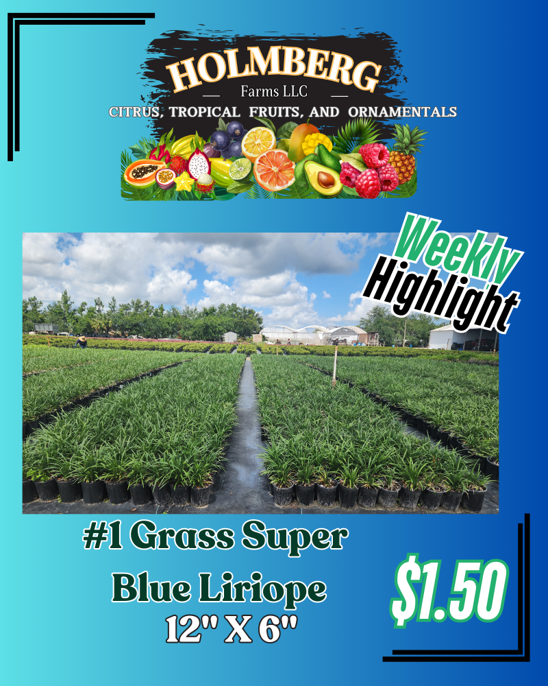 liriope-muscari-super-blue-lilyturf