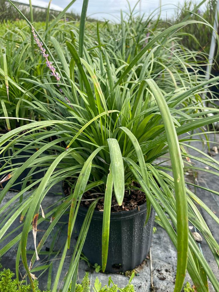 liriope-muscari-super-blue-lilyturf