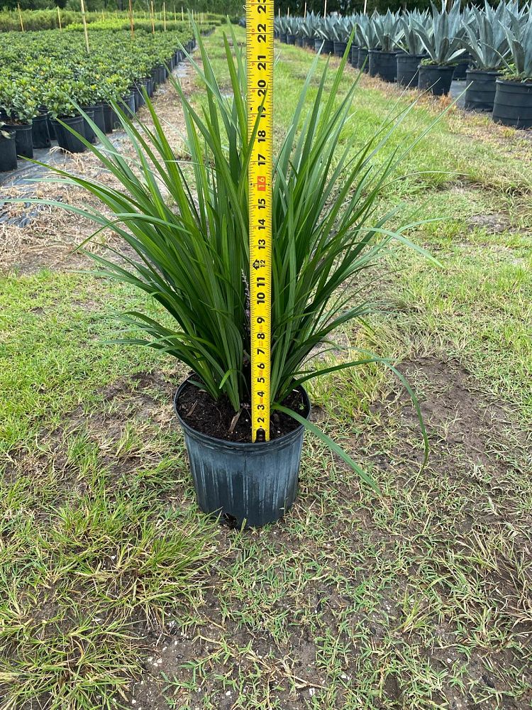 liriope-muscari-super-blue-lilyturf