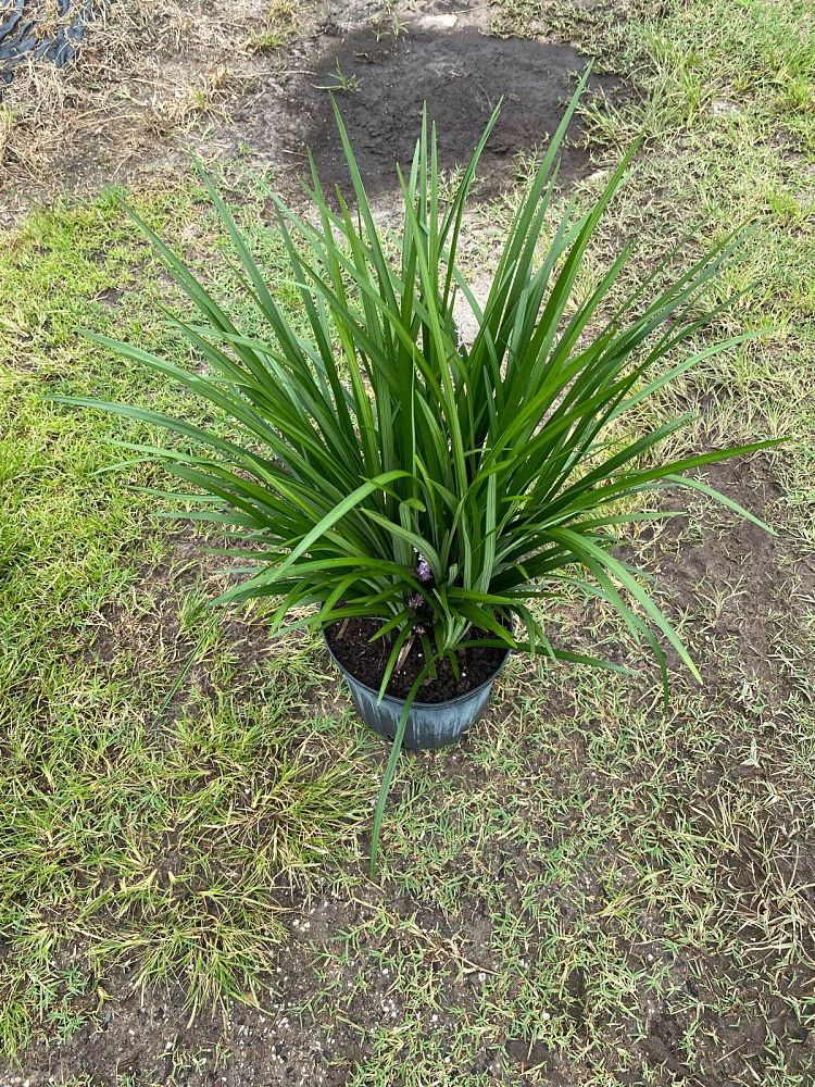 liriope-muscari-super-blue-lilyturf