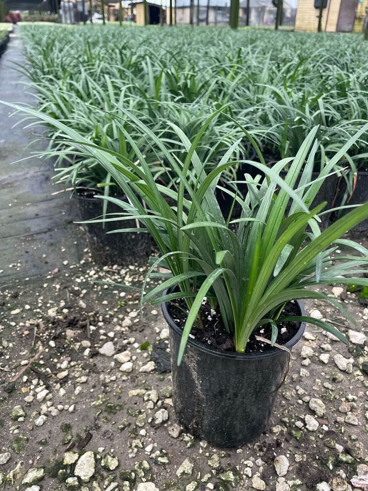 liriope-muscari-super-blue-lilyturf
