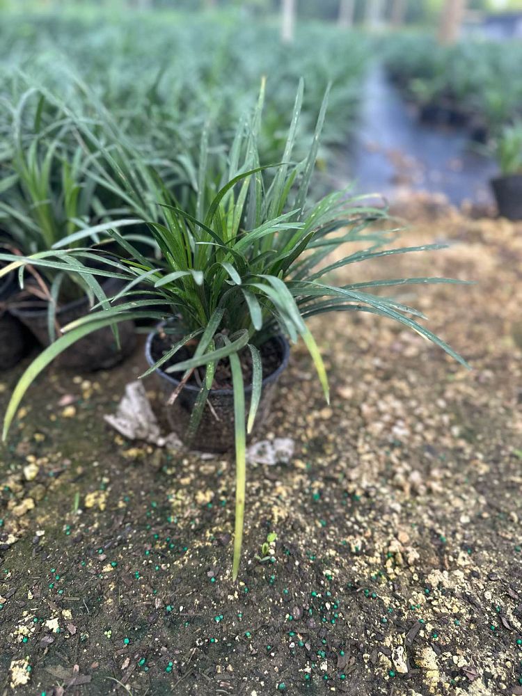 liriope-muscari-super-blue-lilyturf