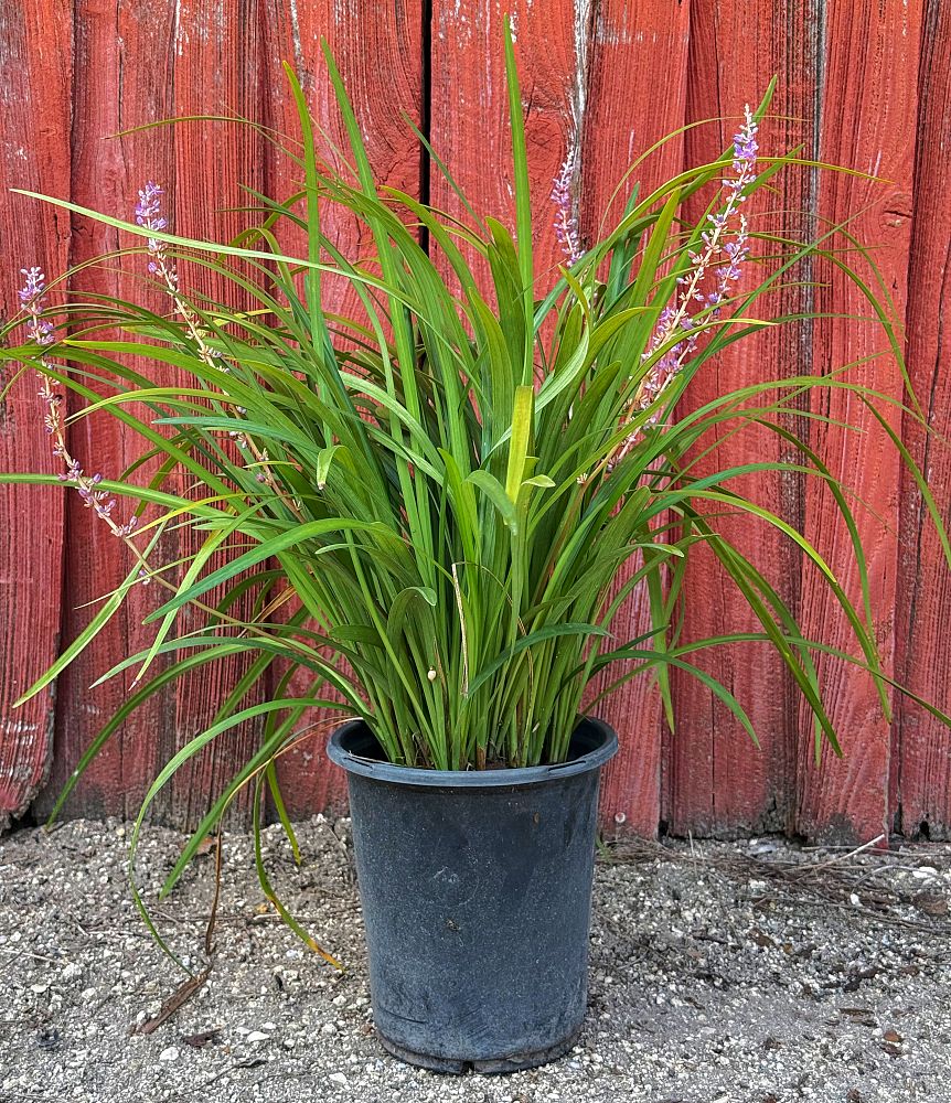 liriope-muscari-super-blue-lilyturf