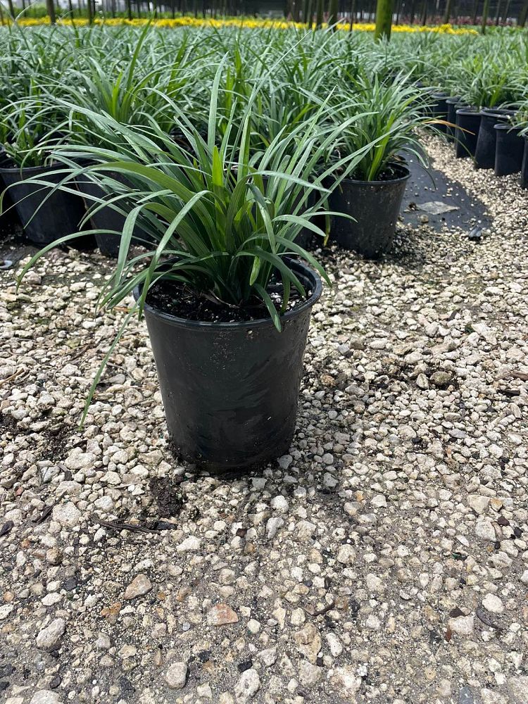 liriope-muscari-super-blue-lilyturf