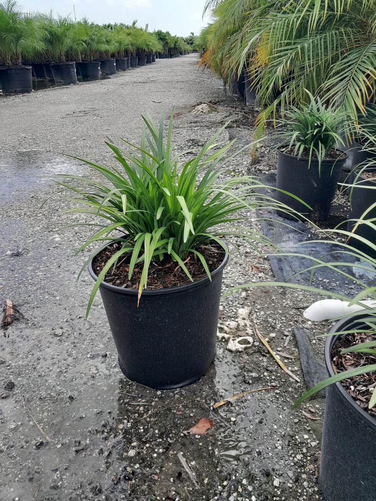 liriope-muscari-super-blue-lilyturf