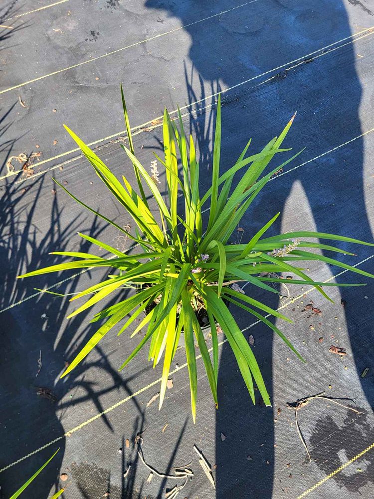 liriope-muscari-super-blue-lilyturf
