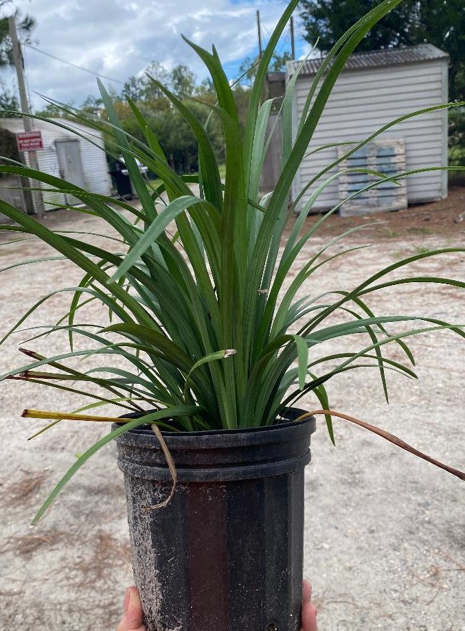 liriope-muscari-super-blue-lilyturf