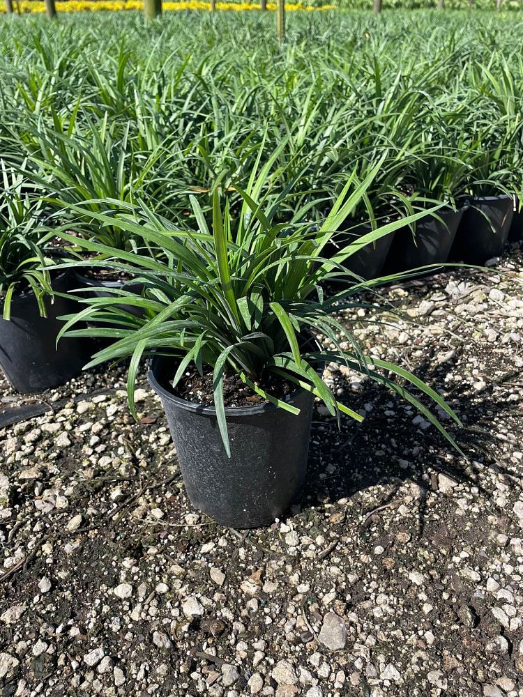 liriope-muscari-super-blue-lilyturf