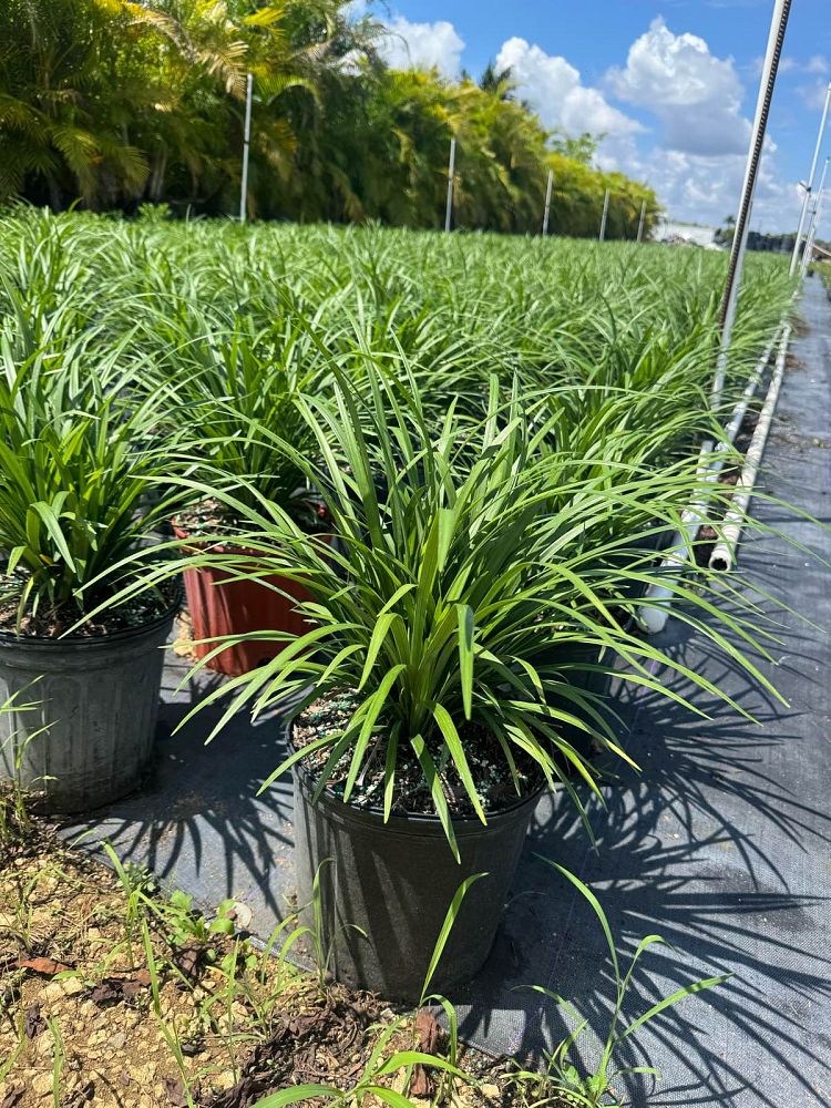 liriope-muscari-super-blue-lilyturf