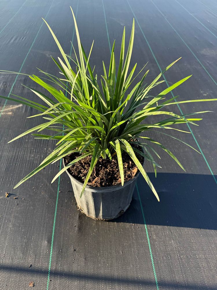 liriope-muscari-super-blue-lilyturf