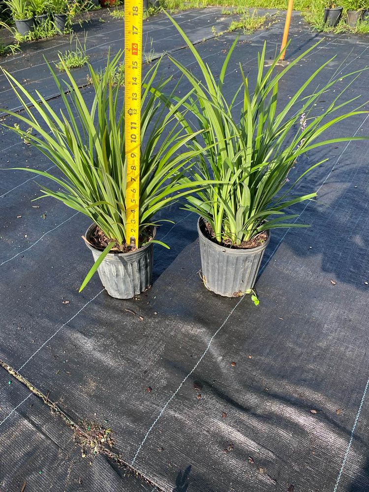 liriope-muscari-super-blue-lilyturf