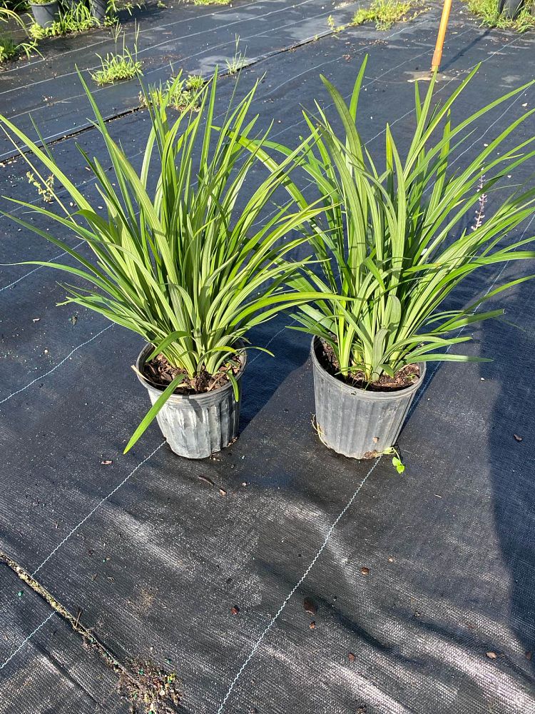 liriope-muscari-super-blue-lilyturf