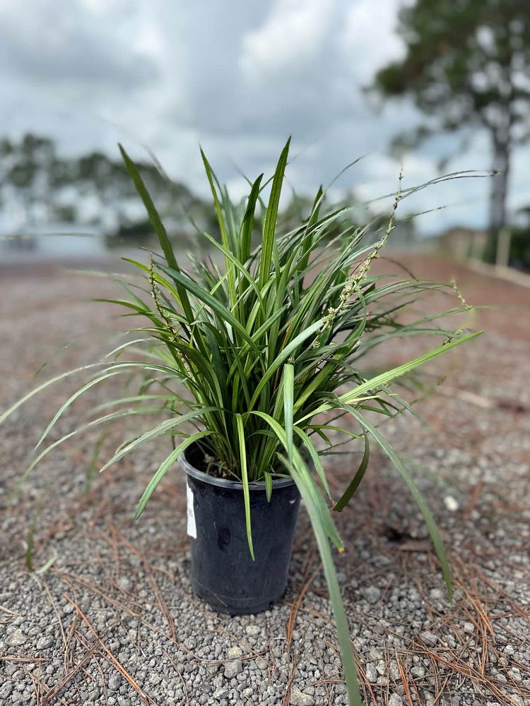 liriope-muscari-super-blue-lilyturf