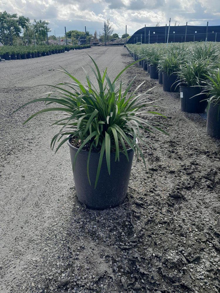liriope-muscari-super-blue-lilyturf