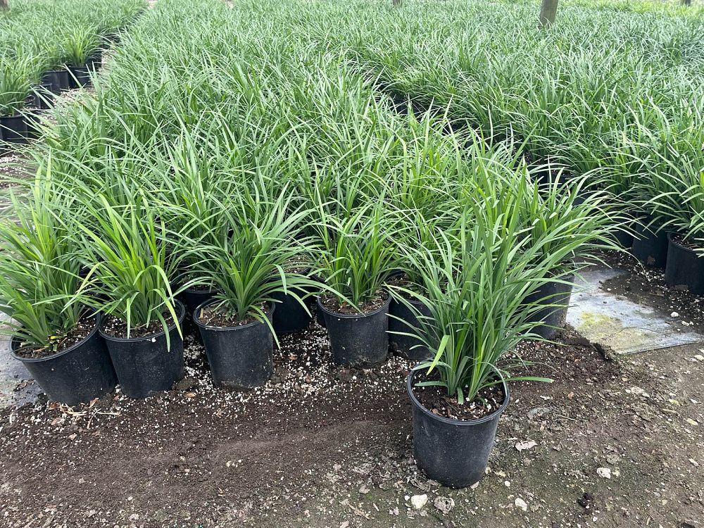 liriope-muscari-super-blue-lilyturf