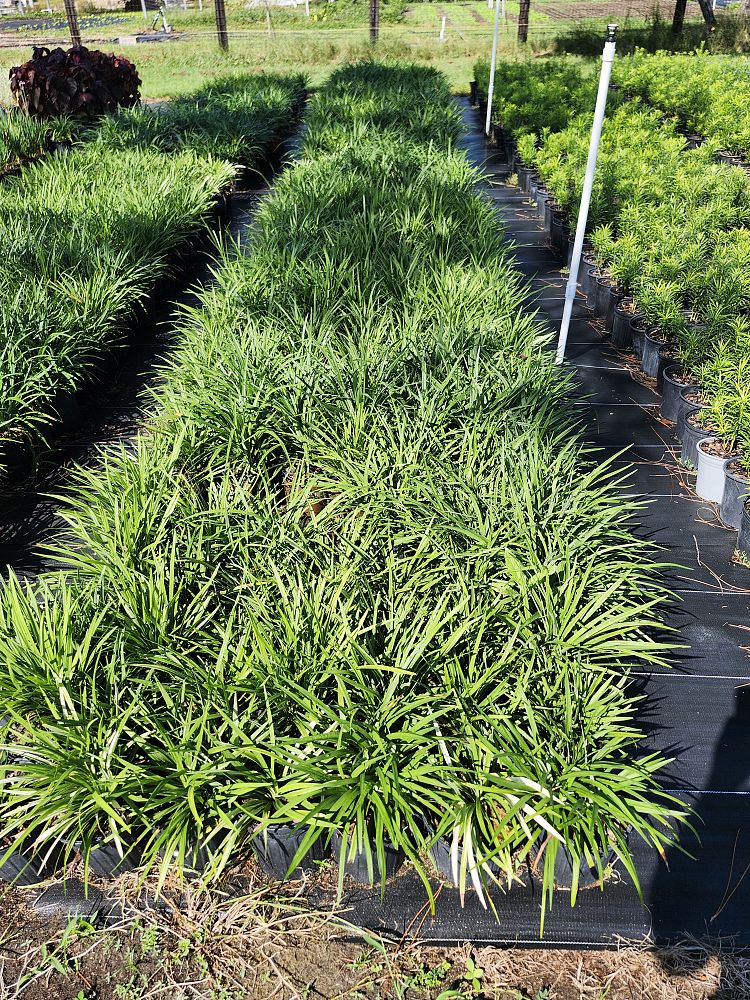 liriope-muscari-super-blue-lilyturf