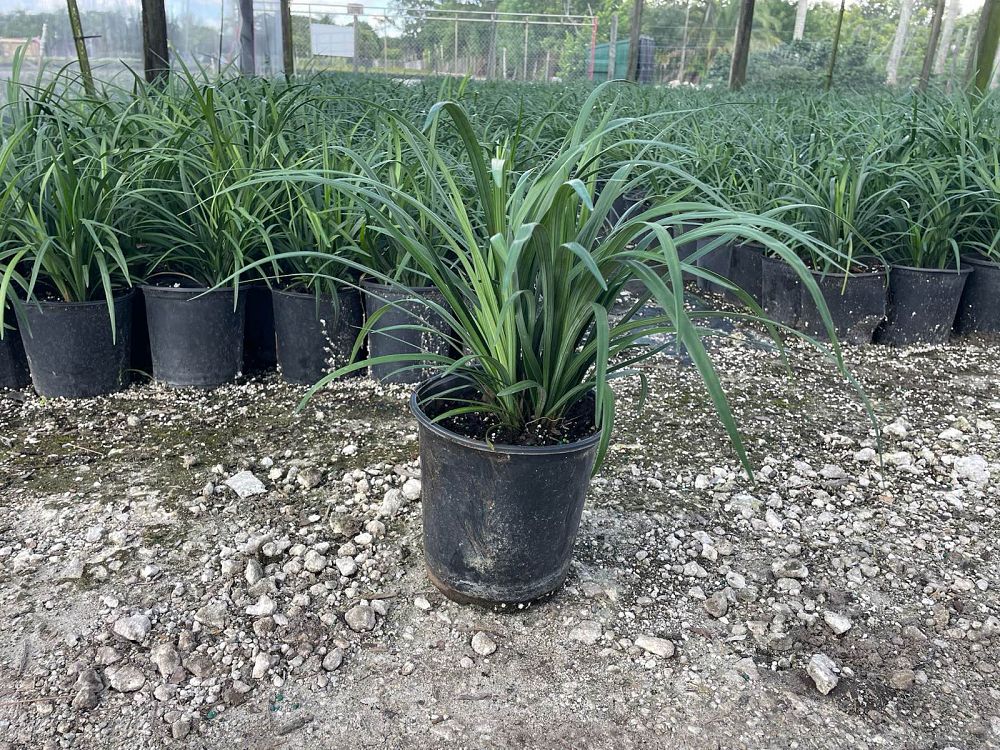 liriope-muscari-super-blue-lilyturf