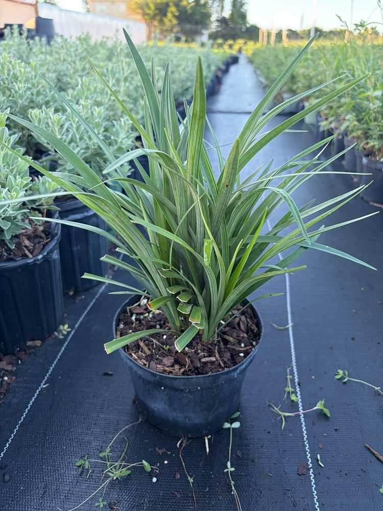 liriope-muscari-super-blue-lilyturf