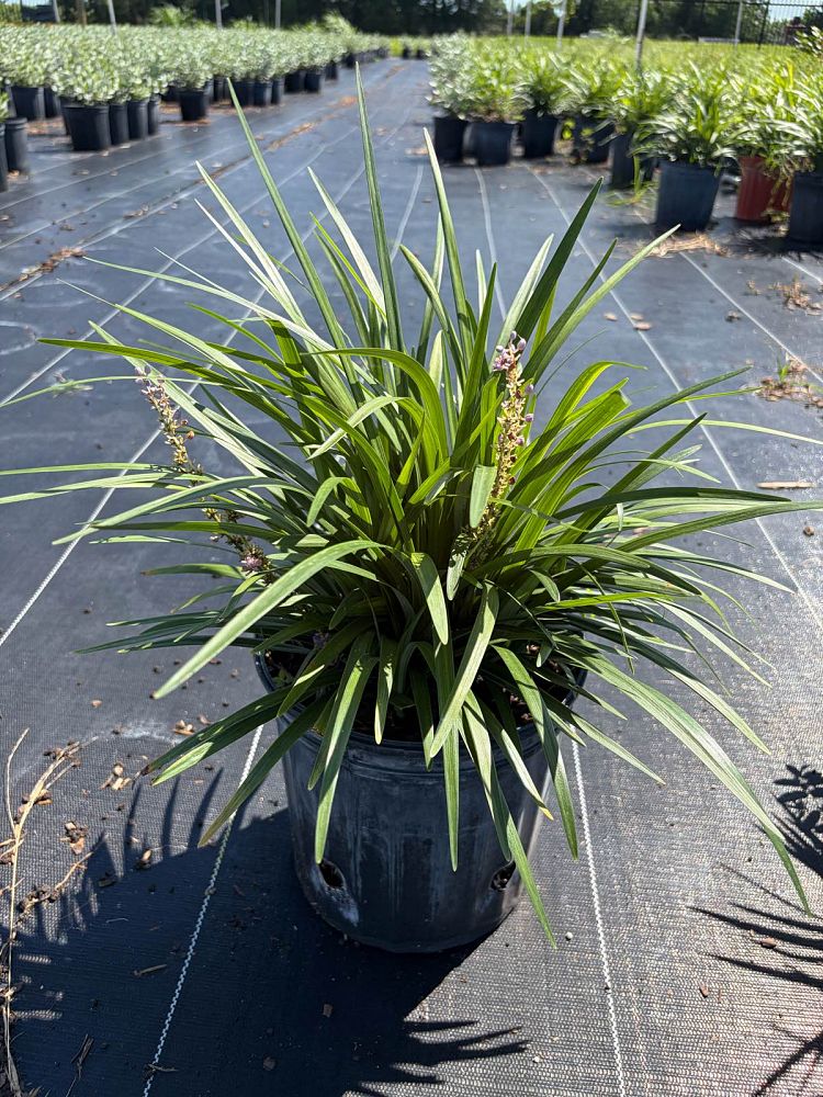 liriope-muscari-super-blue-lilyturf